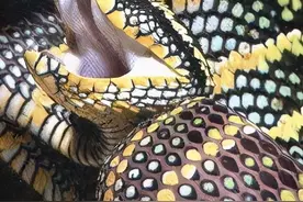 蝮蛇，分布最广，伤人最多的毒蛇家族，你确定不了解一下它们吗？图片