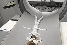 仓鼠不吃不喝，兽医要求去拍核磁共振，收到账单后却不想说话了图片