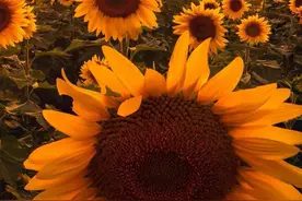聊斋之《花姑子》图片