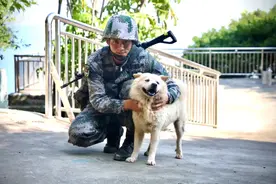 看哭了！相伴战士14年，某海防军犬选择这样离世……图片