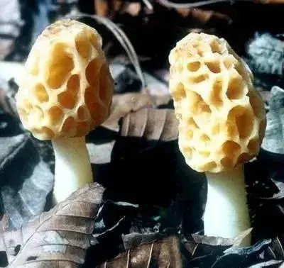 云南10种野生菌，你最喜欢吃哪几个？