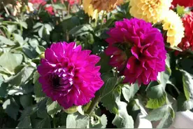 7月正是养殖大丽花的好时机，盆栽注意3点开花艳丽，让人着迷图片