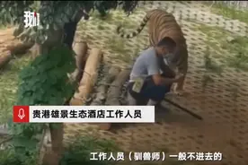 广西一酒店回应“男子被老虎不停蹭还淡定玩手机”：他是驯兽师图片