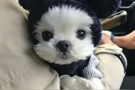 干净温顺的宠物名字可爱很有气质-可爱点图片