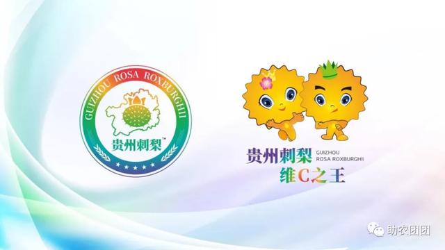 助农团团丨刺梨产业巡礼②：金秋十里沟，硕果满枝头