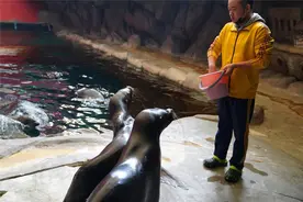 等到下次见面，别再把海狮和海豹两个“好兄弟”搞混啦！图片