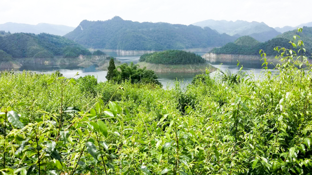 余庆茶飘香“北国春城”