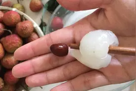 吃了荔枝核别扔，埋在花盆变盆栽，果子七八个，越热越长个图片