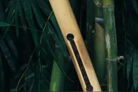 以清雅的香竹为衣，成就独特迷人的茶饮，生态竹筒茶，竹与茶结合图片