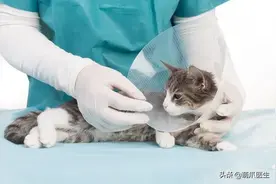 猫朝我放了个屁，结果屎崩出来了图片