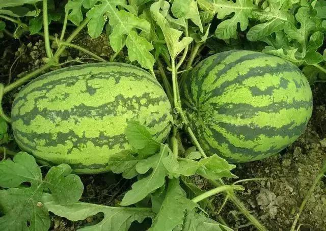 渭南有这十三种特产，你都知道吗？