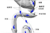 无精子症那些事儿 基础篇之二图片
