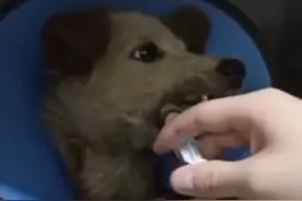 湖北：为了口吃的，流浪狗被人打断下巴，狗狗：我的余生该怎么办图片