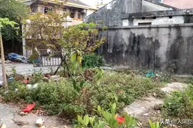 广东大叔在家里做年糕30年，88元1桶一天限量8桶，不预约吃不上图片