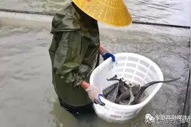 大雨中“跑山电工”赶来 崇阳12万尾成品中华鲟得救图片