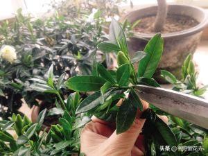 栀子花掉蕾、叶片发黄咋回事？学会这“3点”细节，轻松开花爆盆