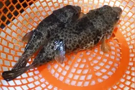 海豚鱼生鱼片做法，鲜嫩可口你敢吃吗？视频封面