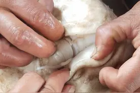 太岁是什么？揭秘古老的传说图片