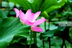 尼康D850小试身手图片