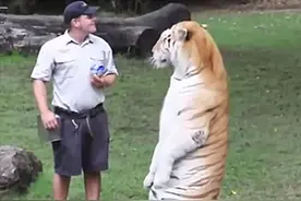 饲养员给老虎喂牛奶，却看得人满脸问号：大猫太可爱了吧图片