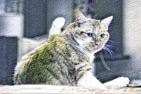 一只橘猫短暂的一生，遇到真爱也值了图片