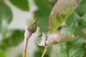 家里养的植物容易感染白粉病，做好这几点能预防，治疗也有好方法图片