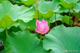 @党员干部：细照笃行让“露角小荷”成“接天莲叶”图片