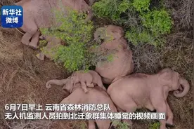 原来中国的野生大象只有300头！中国哪些省份曾存在过大象？图片