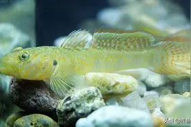 从山间溪流到水族店，这原生鱼身价能从四位数到白菜价，潜力不小图片
