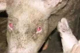 猪眼睛发红是怎么回事？猪眼睛发红有眼屎用什么药？常见四种情况图片