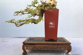 菜鸟讲堂丨杂木盆景如何过冬？图片