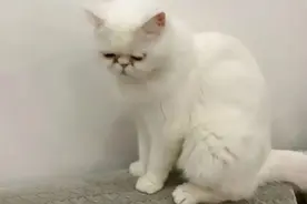 确诊病例家中3只猫两次核酸检测呈阳性！社区工作人员：猫要被执行安乐死，如果不处理，疫情永远结束不了图片