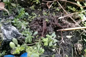 花盆里有蜈蚣怎么去除？不用买有毒除虫剂，有3个方法实在效果好图片