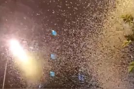 气候大变？湖南沅江蜉蝣大爆发，犹如鹅毛大雪，为啥今年这么多？图片