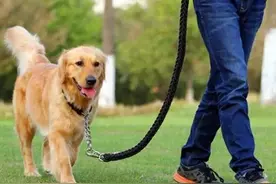 养犬不能再“任性”！《合肥市养犬管理条例》全文发布！图片