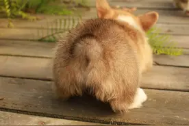 如何选购一只健康颜值又高的柯基？学会这7点再也不怕商家忽悠了图片