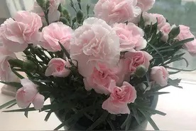 母亲节之花“康乃馨”，还是盆栽佳品，养护很容易，四季都会开花图片