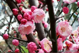 花中四君子代表着中国的传统，就像是君子一样的清高品德图片