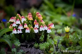 这草药，既可治耳鸣，又可治失眠，还可止多种痛图片