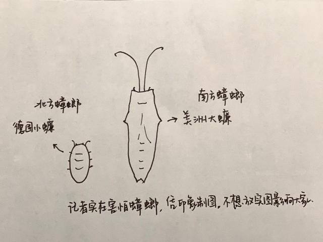会飞的偷油婆是什么意思（家中突现小强）