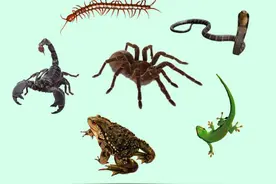 五毒之一--蟾蜍，你需要了解的毒性知识图片