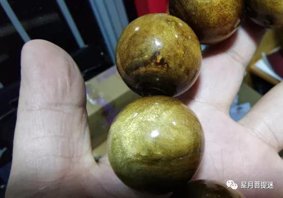 作假“金丝柳”的特征详谈