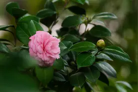 茶花掉叶枝叶干枯，开花也费劲，其实做好这几点就不担心图片