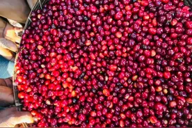 云南咖啡“出圈”记：发掘被埋没的“黑珍珠”图片