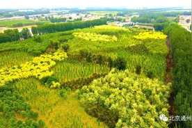 太美啦！通州吕家湾三百亩林海槐花正飘香！大运河畔再添打卡地图片