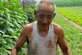 露地西红柿黄瓜好吃，还是大棚内种的好吃，农村大爷说实话图片