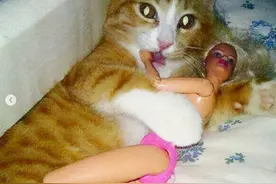 正经“猫片”，笑到喷饭，插画师笔下的猫咪迷惑行为，憨憨的图片