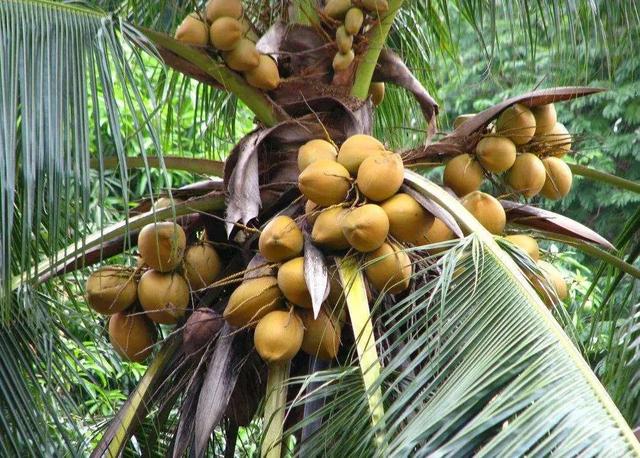 木瓜花胶炖鸡 木瓜花胶炖鸡的功效与作用