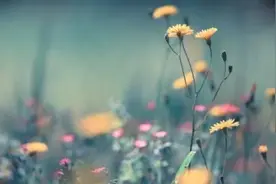 从前他很爱我，但我们错过了，后来我爱他，而他却不爱我了﻿图片