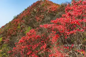 广东通天蜡烛峰杜鹃花海，竟成了帅哥美女浪漫求婚现场图片
